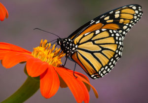 good luck bug butterfly