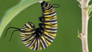 good luck bugs caterpillar