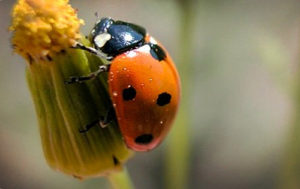 good luck bug ladybug