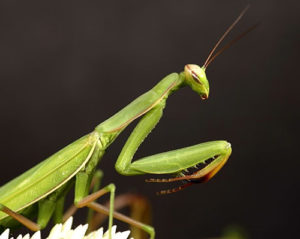 good luck bugs praying mantis