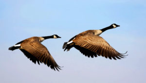 goose totem message